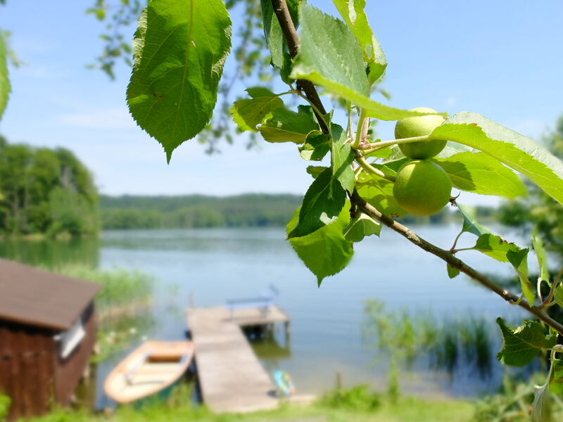Apfelbaum mit Blick zum Steg