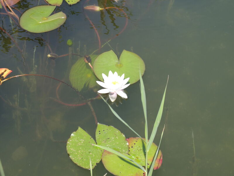 Seerose im klaren Wasser