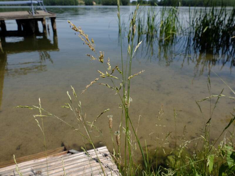 Gräser am Ufer